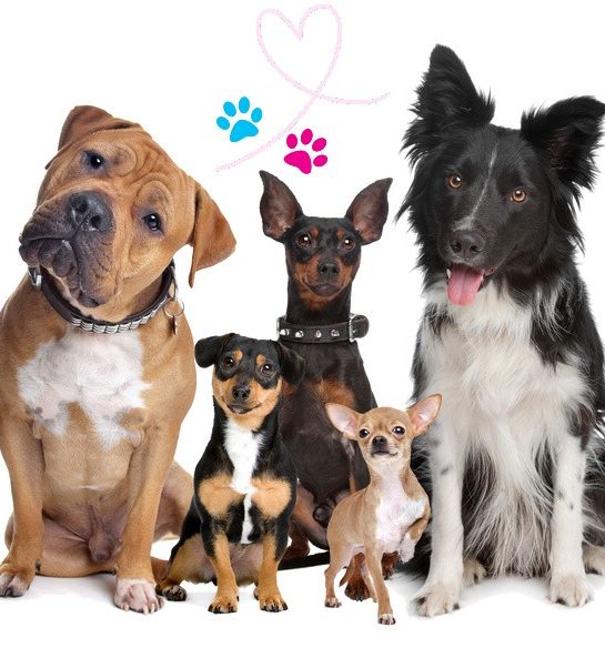 Why the dogs Five dogs of different breeds sitting together, with colourful paw prints and a heart above.
